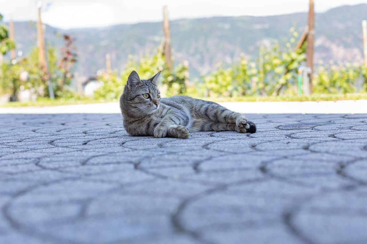 Egarter Apartment Appiano Sulla Strada Del Vino Luaran gambar